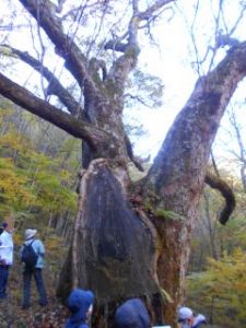 山梨県造園組合　緑の相談所　巨樹名木　天然記念物